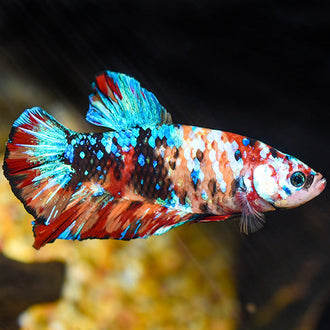 Freshwater Fish – LiveAquaria