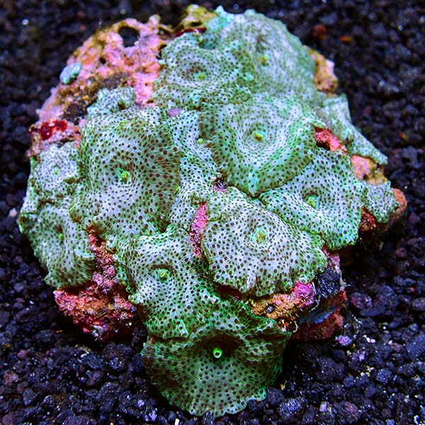Mushroom Corals
