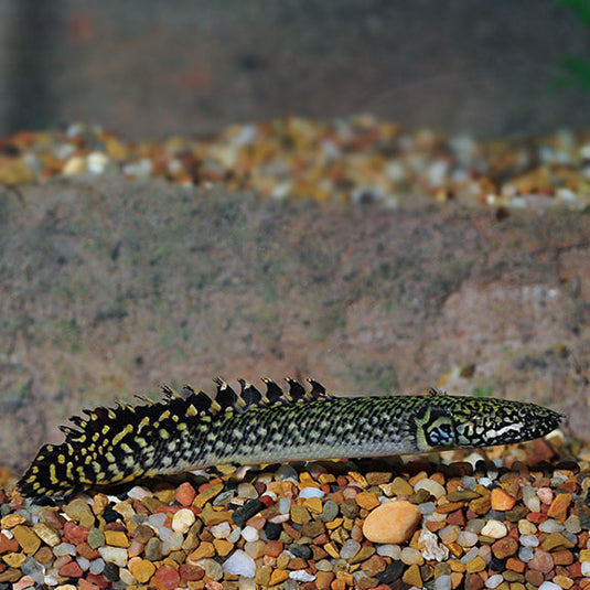 Freshwater Fish – LiveAquaria