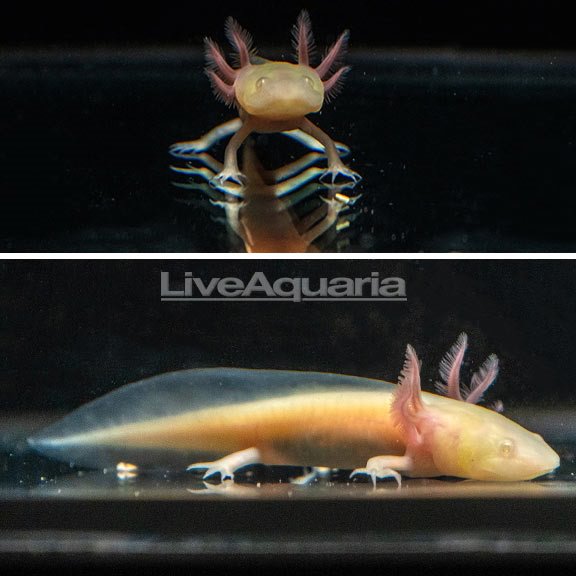 Collections – LiveAquaria