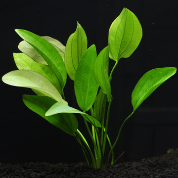 Background Aquarium Plants