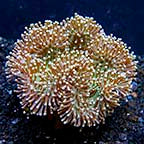 Soft Corals