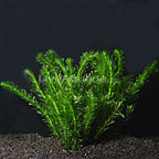 Submerged Aquatic Plants