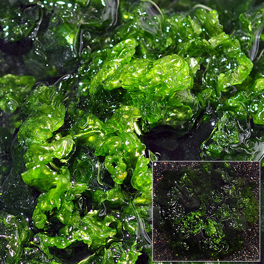 Marine Inverts & Plants – LiveAquaria