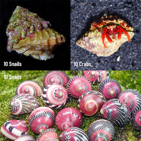 Popular Value Packs, Marine Invertebrates | Marine Inverts & Plants ...