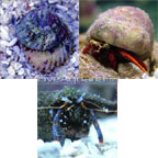 Marine Invertebrates Popular Value Packs