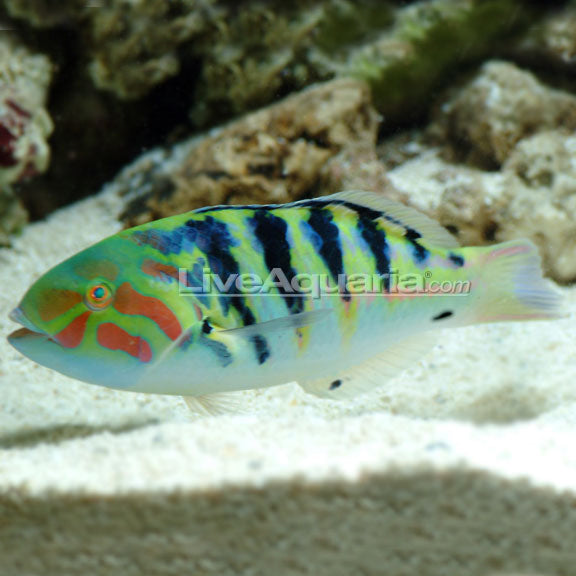 Saltwater Aquarium Fish: Wrasse for FOWLR Aquariums – LiveAquaria