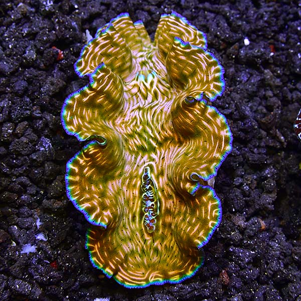 Tank Bred Invertebrates: Aquacultured Invertebrates for Saltwater ...