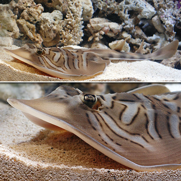 Marine Saltwater Rays for Home Aquariums: Fiddler, Round, Thornback ...