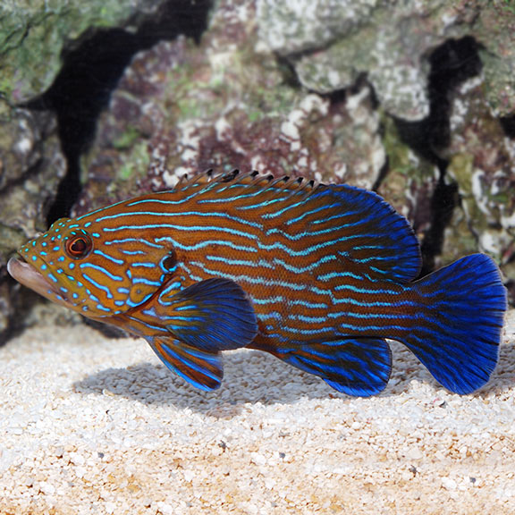 Groupers | Marine Fish – LiveAquaria