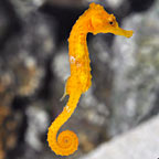 Seahorses