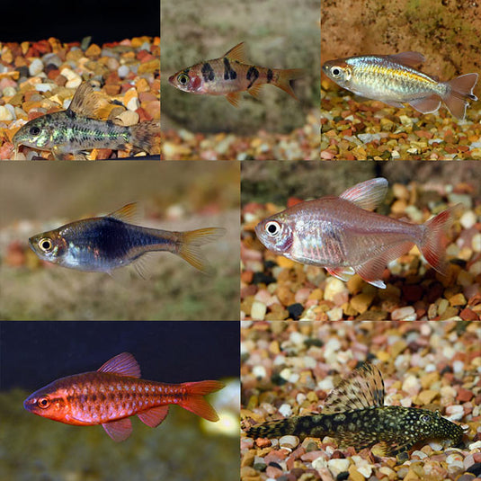 Freshwater Fish – LiveAquaria