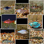 Freshwater Fish Popular Value Packs