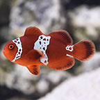 Clownfish
