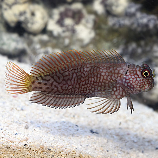 Marine Fish - Saltwater Fish for Aquariums – LiveAquaria