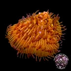 LiveAquaria® Certified Captive Grown Corals