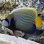 Large Marine Angelfish