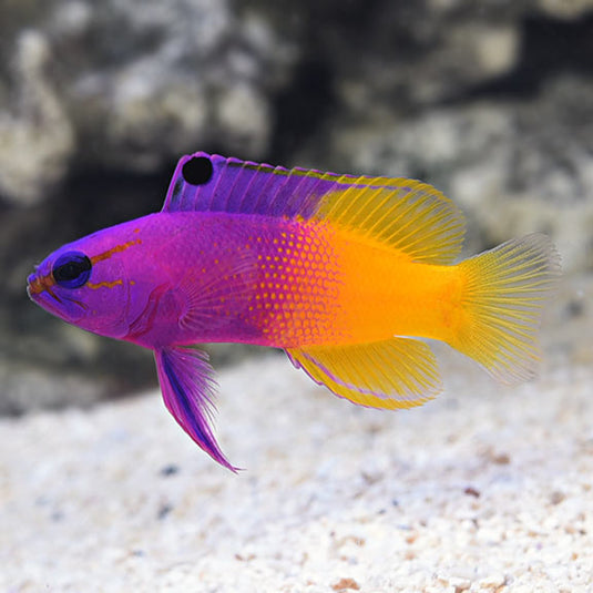 Marine Fish - Saltwater Fish for Aquariums – LiveAquaria