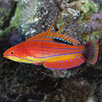 Wrasse - Reef Safe