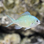 Marine Fish Customer Favorites