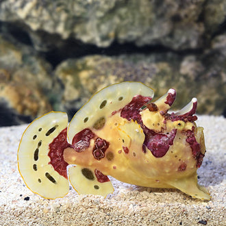Collections – LiveAquaria