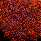 Corals Customer Favorites