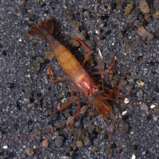 Marine Inverts & Plants – LiveAquaria