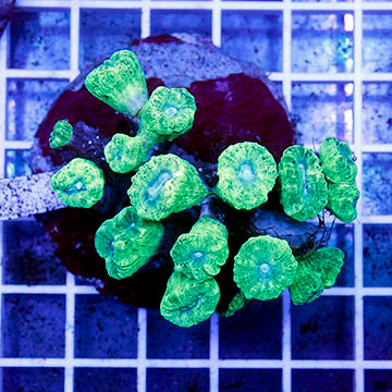 Candy Cane Coral Indonesia 2.5" WYSIWYG