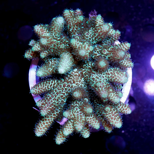 Acropora Coral 3" WYSIWYG