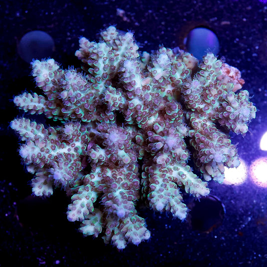 Acropora Coral 2.5" WYSIWYG