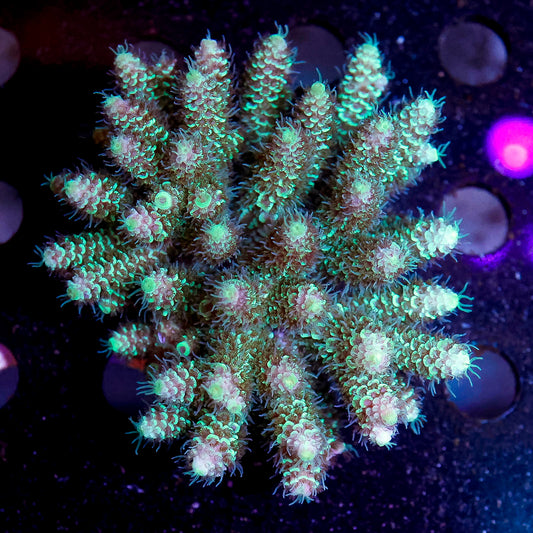 Acropora Coral 2.5" WYSIWYG