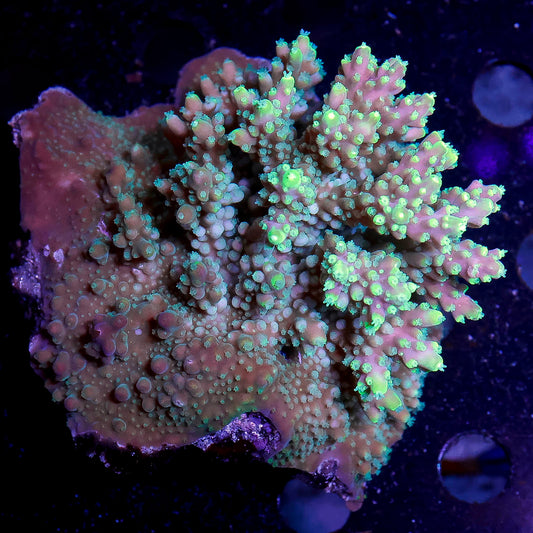 Acropora Coral 2.5" WYSIWYG