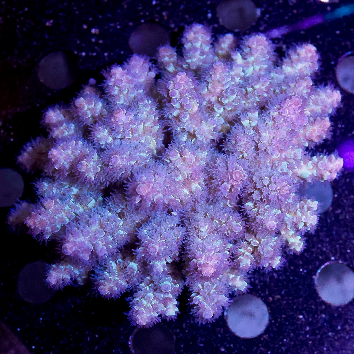 Acropora Coral 3" WYSIWYG