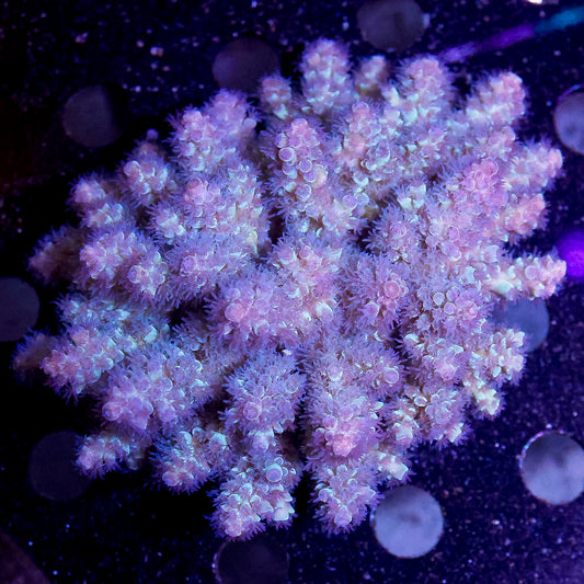 Acropora Coral 3" WYSIWYG