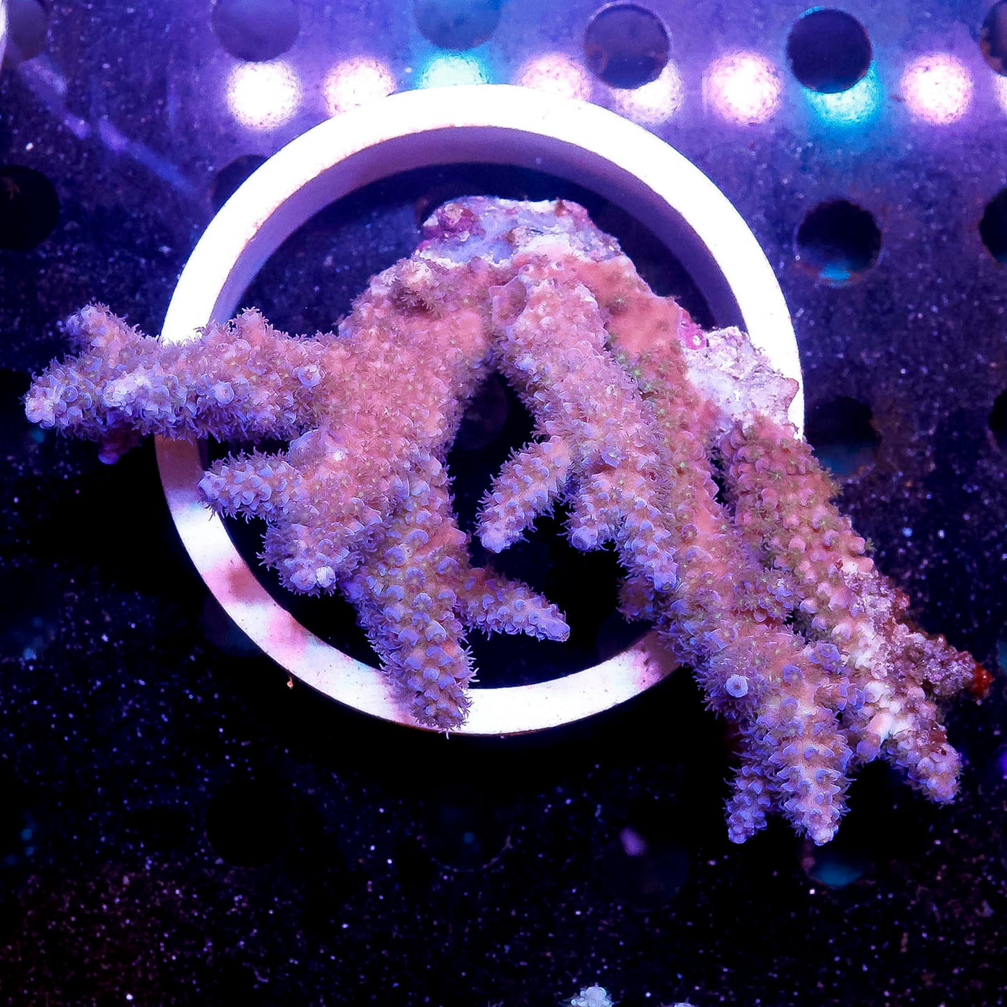 Acropora Coral 4" WYSIWYG