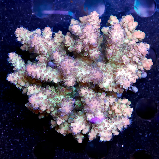 Acropora Coral 3" WYSIWYG