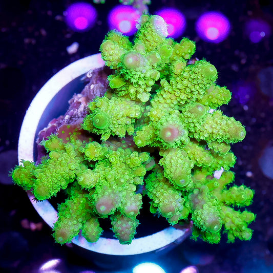 Acropora Coral 2.75" WYSIWYG