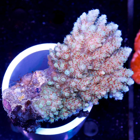 Acropora Coral 2.75" WYSIWYG