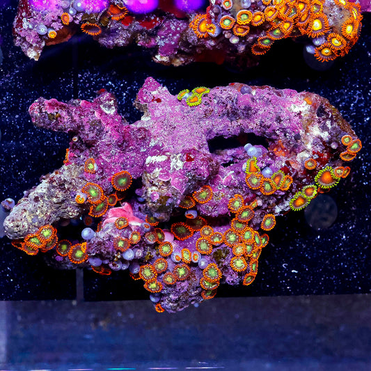 Zoanthus Coral 3.5" WYSIWYG