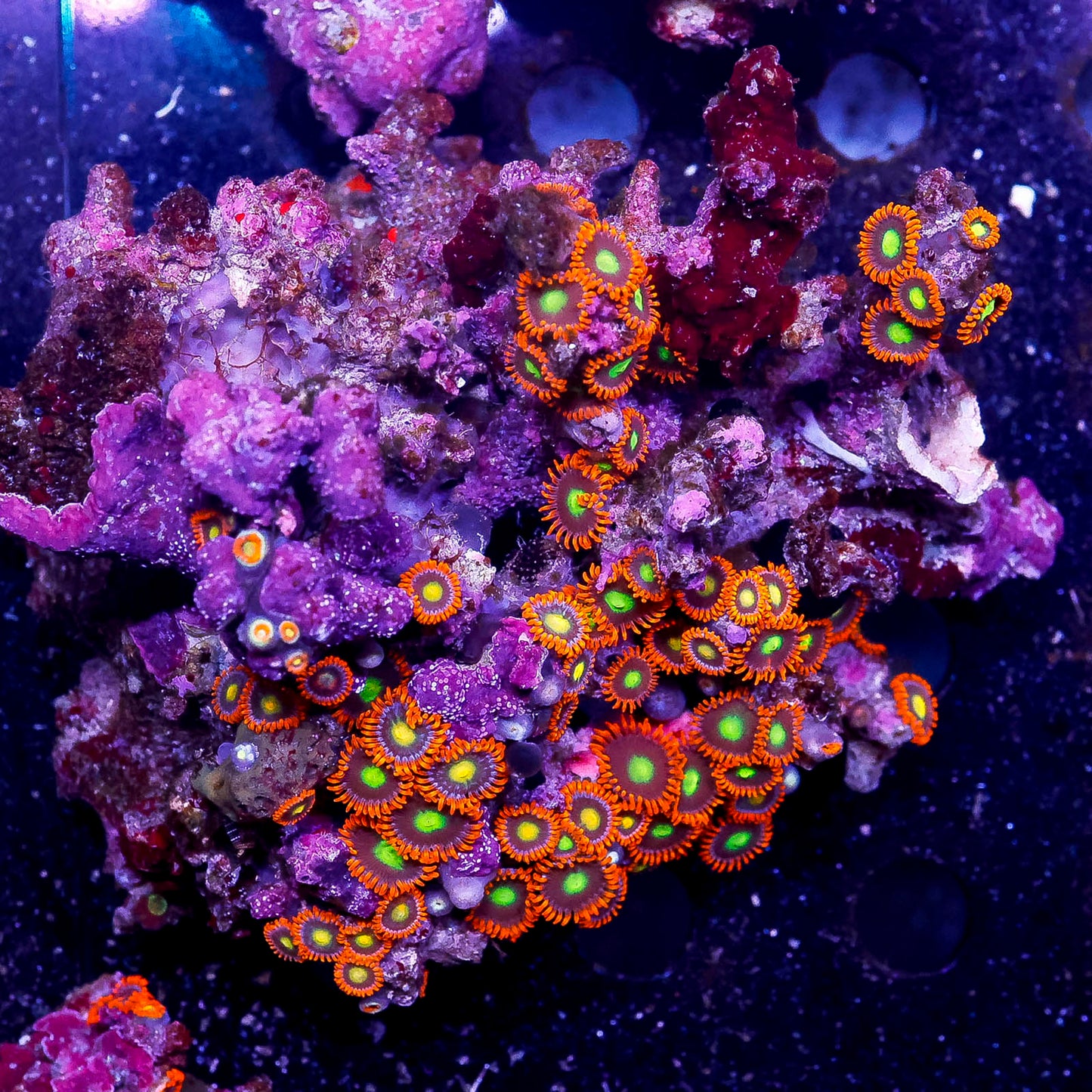 Zoanthus Coral 4" WYSIWYG