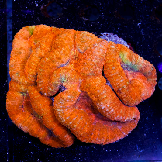 Lobophyllia Coral 3.5" WYSIWYG