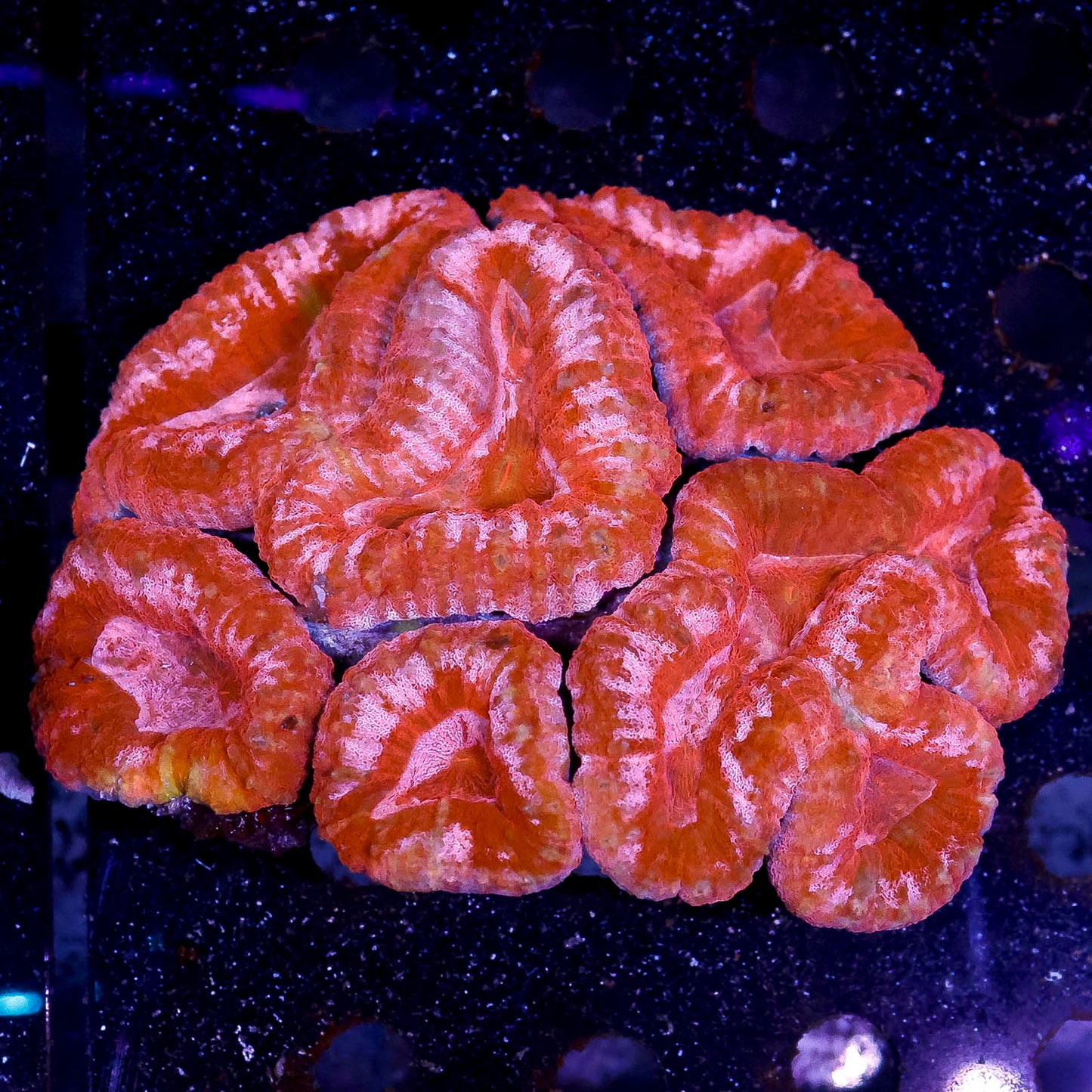 Lobophyllia Coral 4" WYSIWYG