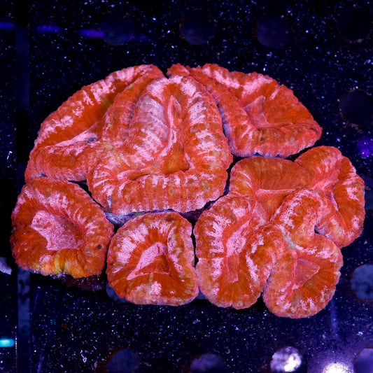 Lobophyllia Coral 4" WYSIWYG