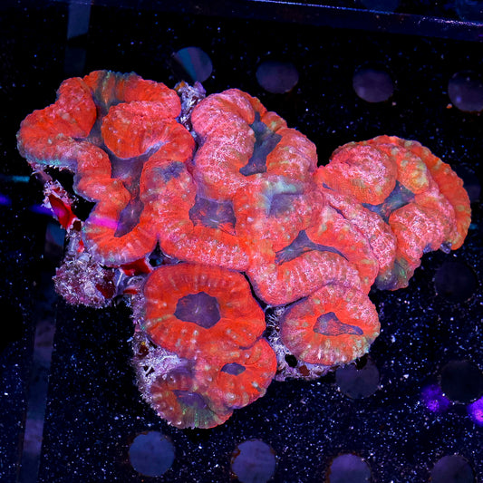 Lobophyllia Coral 4" WYSIWYG