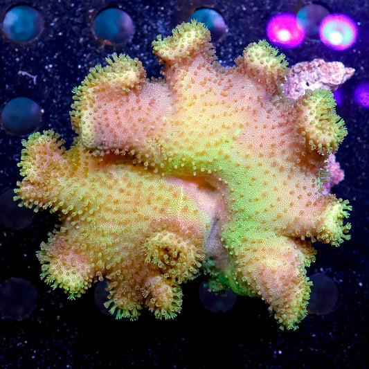 Leather Coral, Yellow 3.25" WYSIWYG