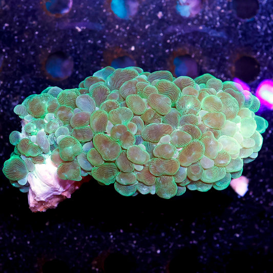 Bubble Coral, Green 4" WYSIWYG