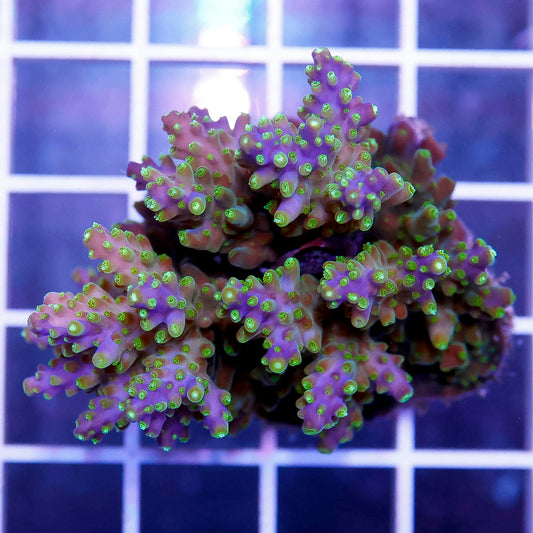 Acropora Coral 1.75" WYSIWYG