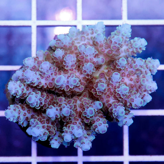 Acropora Coral 1.75" WYSIWYG