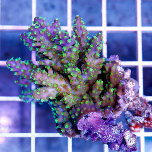Acropora Coral 1.75" WYSIWYG