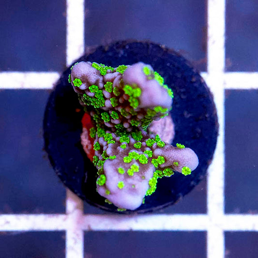 Montipora Coral - USA Aquacultured 1" WYSIWYG